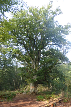 Eiche im Reinhardswald Urwald