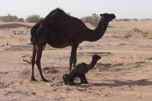 Wüste Kamelbaby