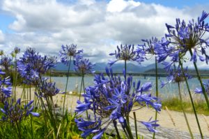 Agapanthus in Hokitika