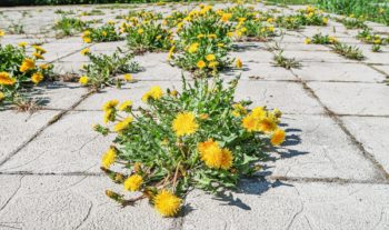 Resilienz