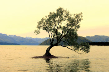 resilient sein